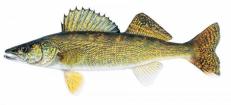 Walleye