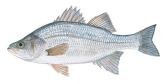 whiteperch
